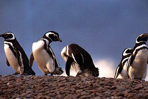 Los Pingüinos sigen sin volar