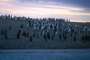 Los Pingüinos se estrellan